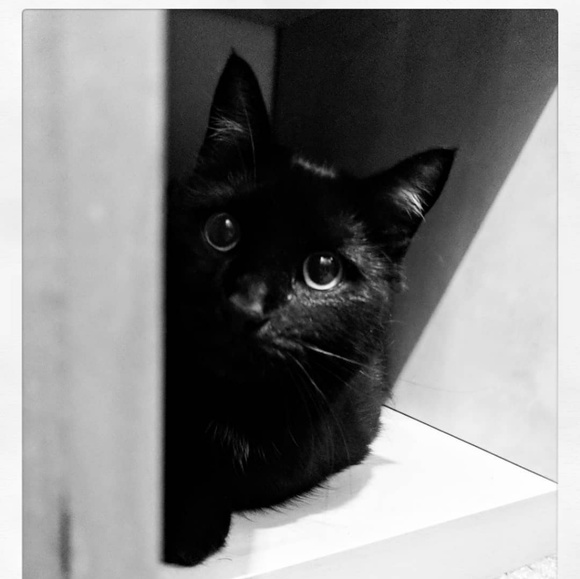 Meet your Posher, Emily - Picture 2 of 2